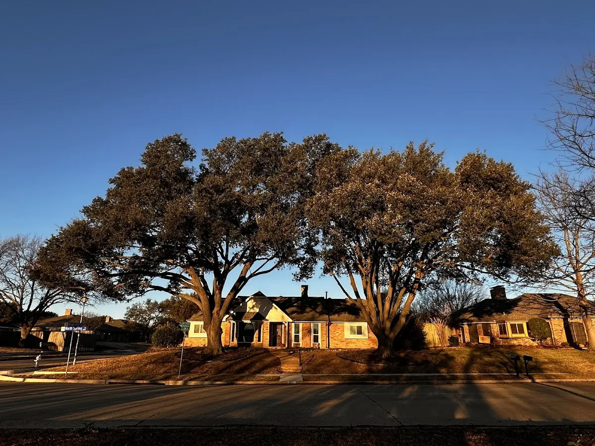 Established residential canopy tree shading a home in Sanford
